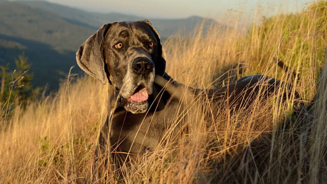 Hunderasse Deutsche Dogge Liegt Im Feld Tierpuls