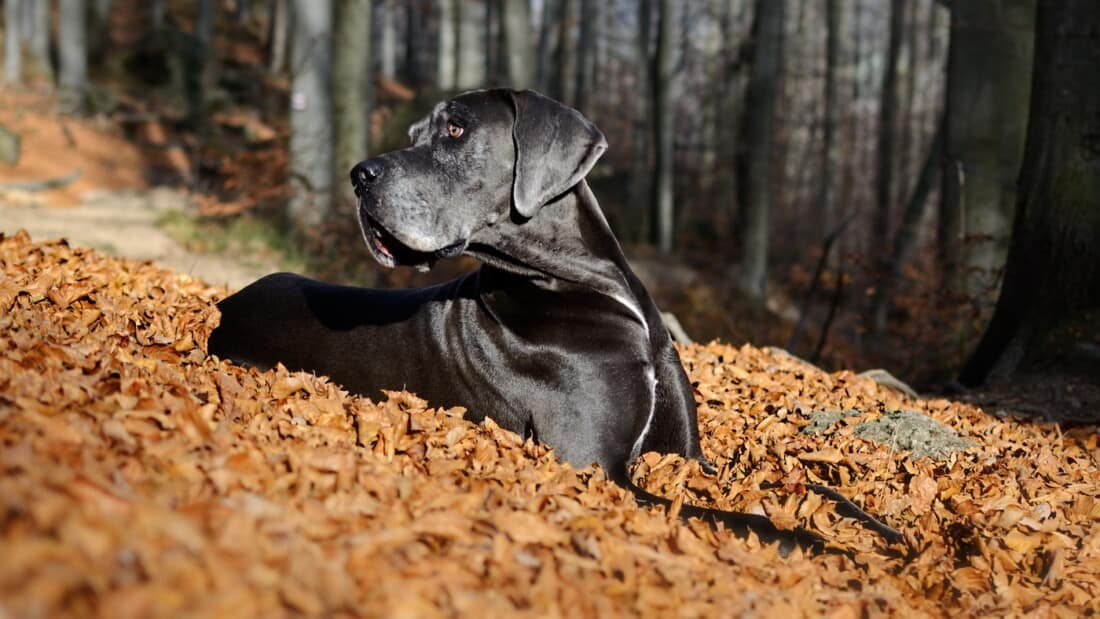 Hunderasse Deutsche Dogge Wald Laub Schwarze Dogge Tierpuls