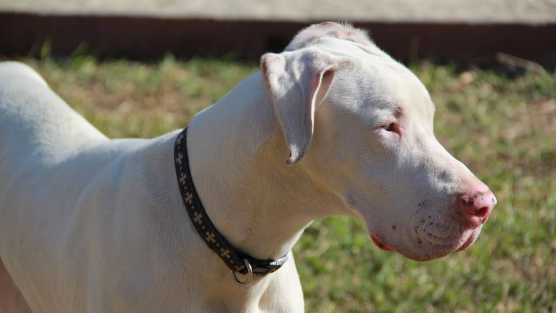 Hunderasse Deutsche Dogge Weisse Dogge Portrait Tierpuls