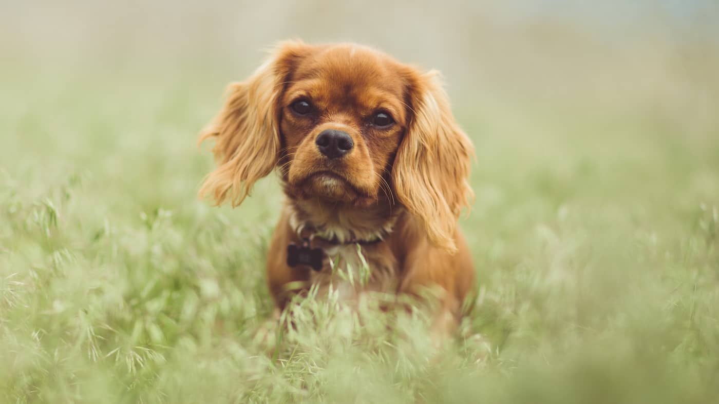 Mehr über den Artikel erfahren Cavalier King Charles Spaniel