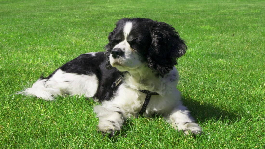 Hunderasse King Charles Spaniel Weiss Schwarz Rasen Tierpuls