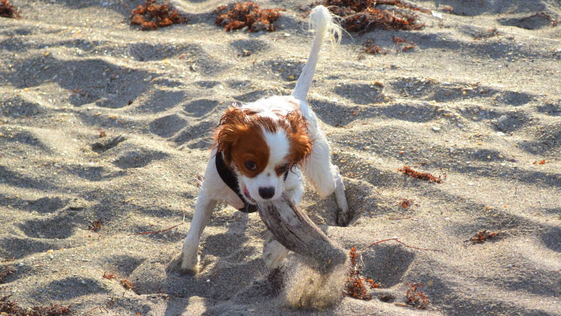 Hunderasse King Charles Spaniel Welpe Am Strand Tierpuls