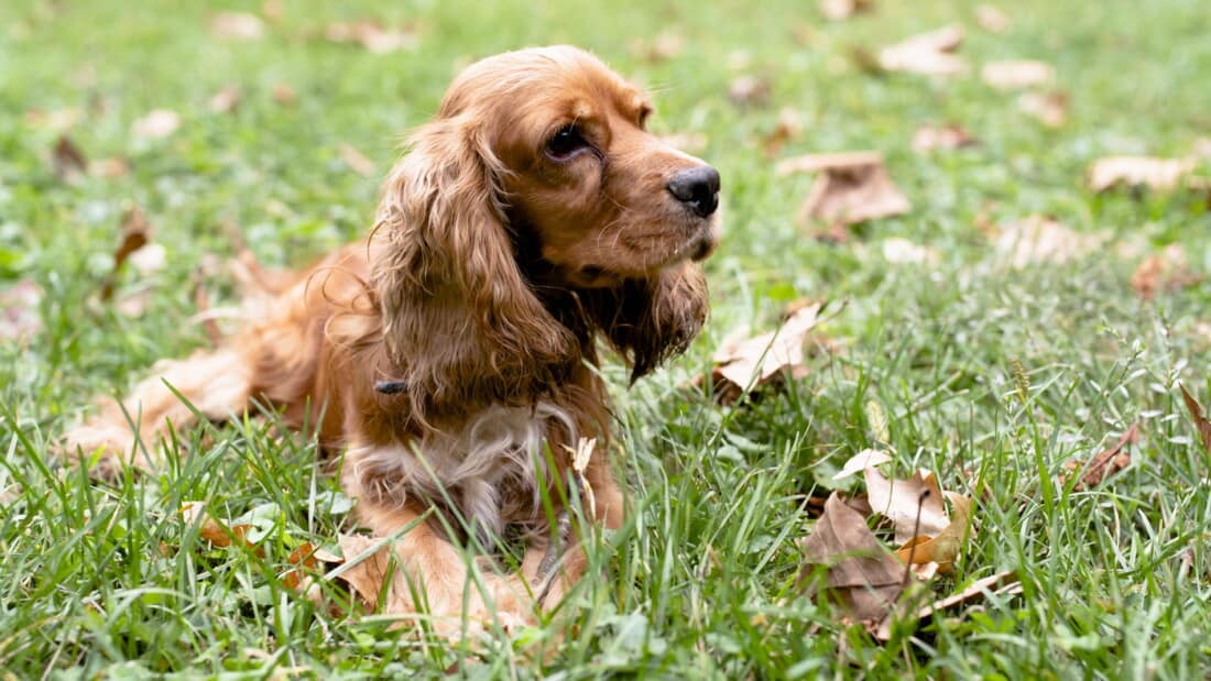 Hunderassen Cocker Spaniel Braun Portrait Alleine Wiese Tierpuls