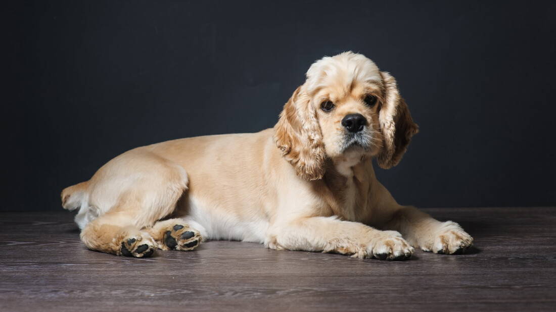 Young Purebred Cocker Spaniel.