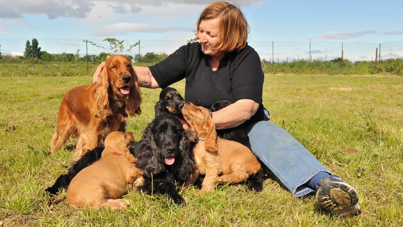 Du betrachtest gerade Cocker Spaniel