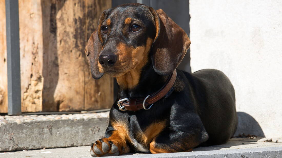 Hunderassen Dackel Dachshund Teckel Braun Sonnt Sich Tierpuls