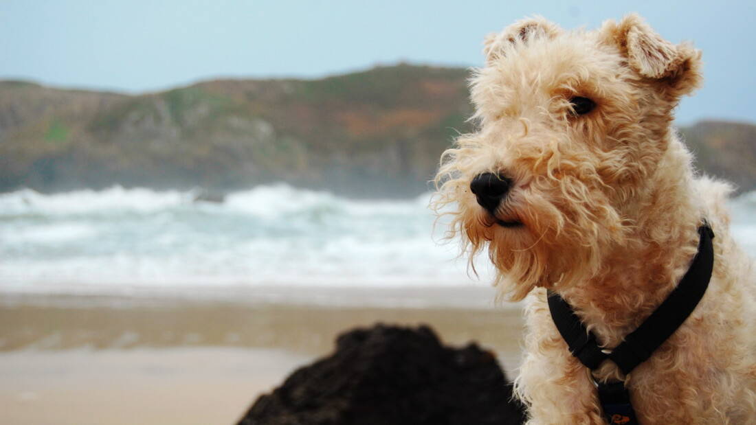 Hunderassen Foxterrier Am Strand Portrait Tierpuls