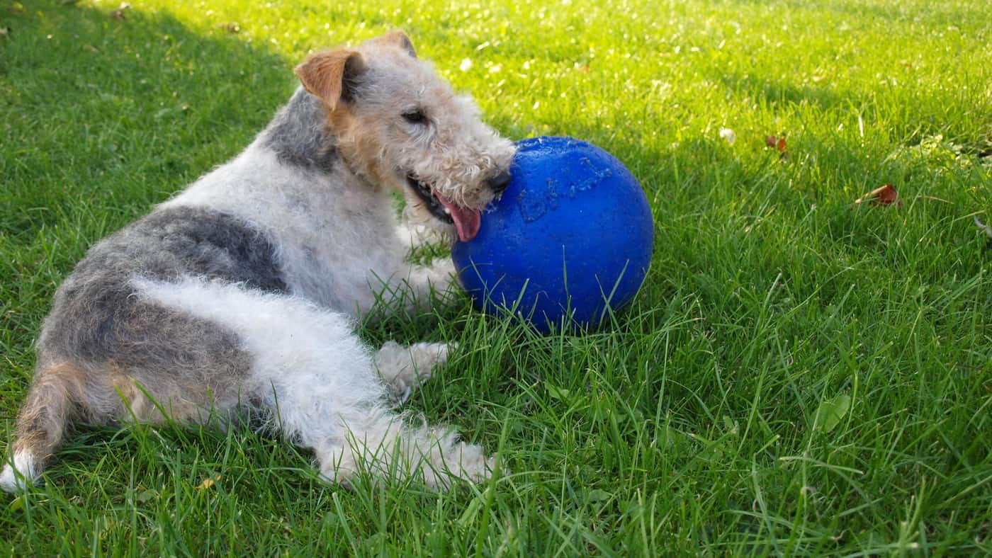 Hunderassen Foxterrier Mit Ball Auf Rasen Tierpuls