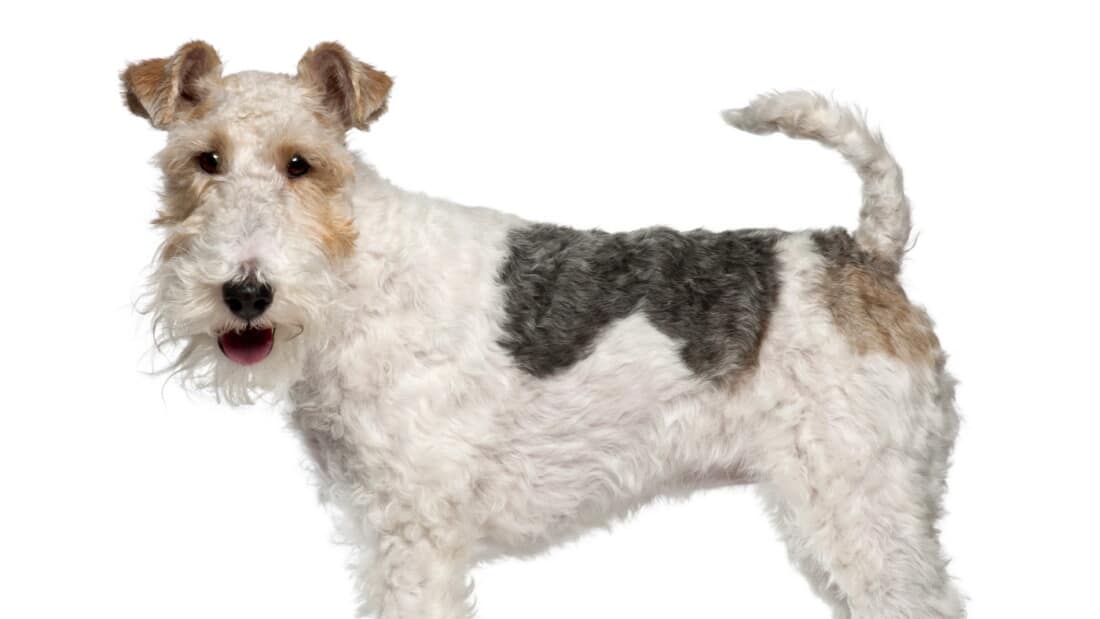 Hunderassen Foxterrier Portrait Weiss Braun Tierpuls