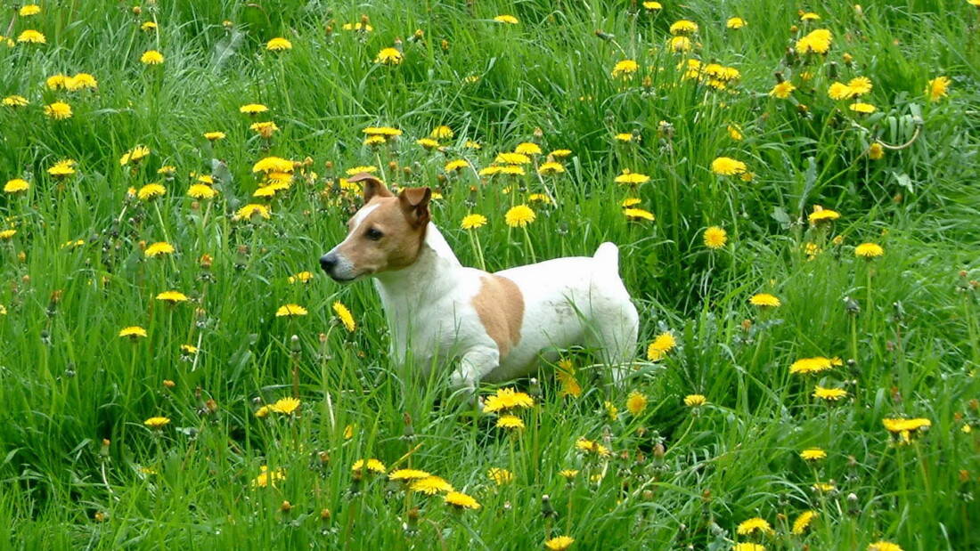 Hunderasse Jack Russell Terrier Bunt Im Gras Tierpuls