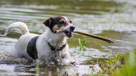 Jack Russell Terrier