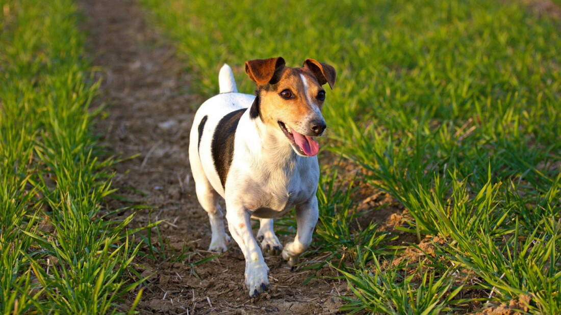 Hunderasse Jack Russell Terrier Wiese Mehrfarbig Tierpuls