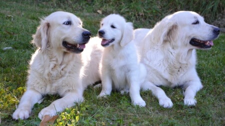 Golden Retriever