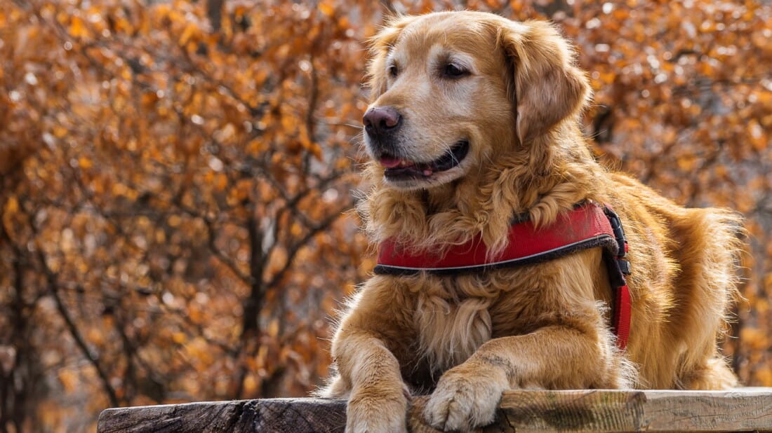 Hunderassen Golden Retriever Portrait Im Wald Tierpuls