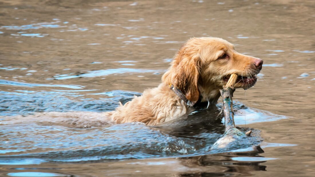 Hunderassen Golden Retriever Wasser Apportieren Stock Tierpuls