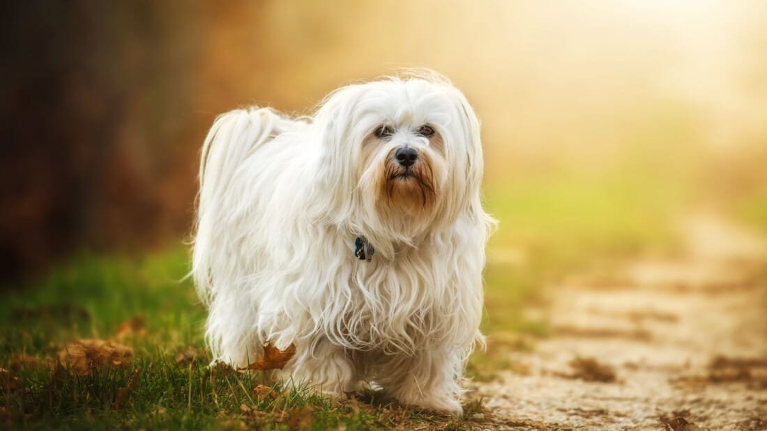 Hunderassen Havanese Braun Weiss Im Wald Portrait Tierpuls