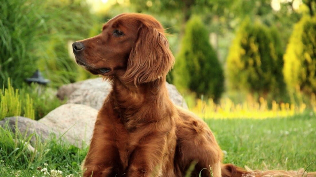 Hunderassen Irish Setter Portrait Im Gras Tierpuls