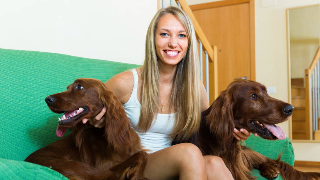 Hunderassen Irish Setter Portrait Mit Frau Couch Tierpuls 2