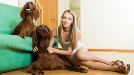 Hunderassen Irish Setter Portrait Mit Frau Couch Tierpuls