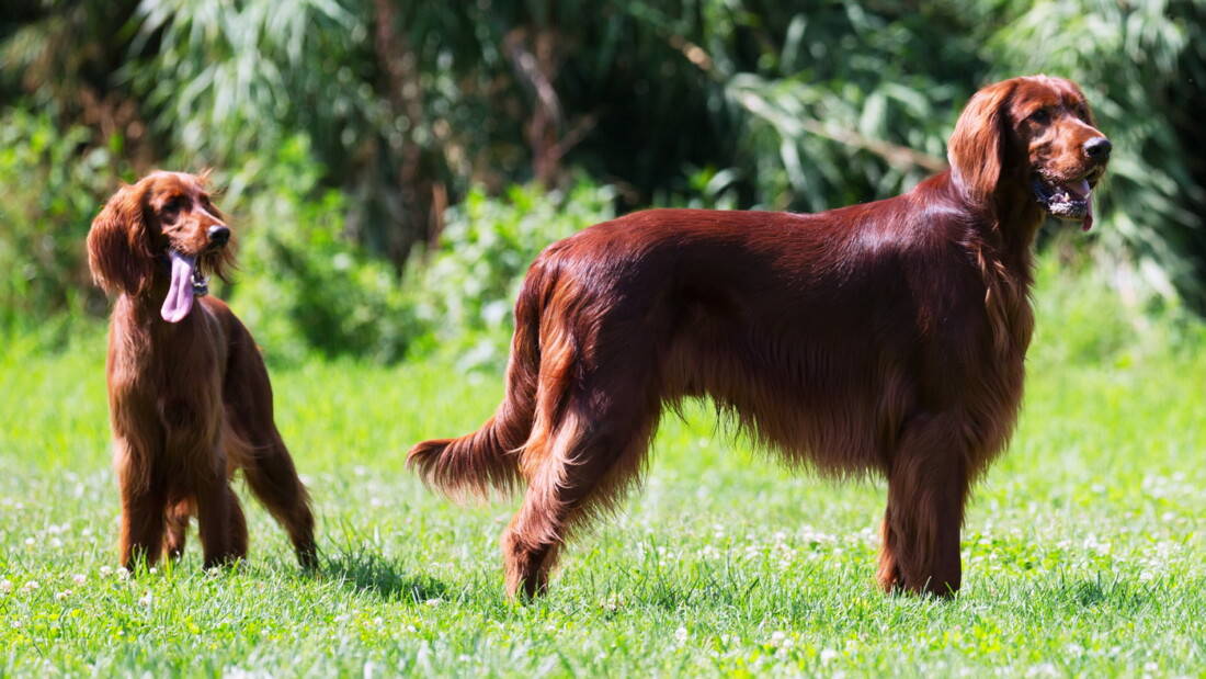 Hunderassen Irish Setter Portrait Zwei Hunde Wiese Tierpuls